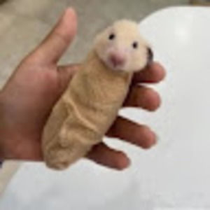 Meet your Posher, Layla